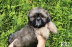 Prachtige boomer pups te koop, Nederland, Overige rassen, CDV (hondenziekte), 8 tot 15 weken
