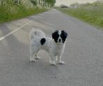 Kooiker x Friesestabij, Dieren en Toebehoren, Honden | Retrievers, Spaniëls en Waterhonden, 6 jaar of ouder, Overige rassen, CDV (hondenziekte)