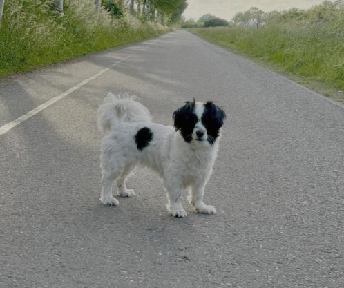 Kooiker x Friesestabij, Dieren en Toebehoren, Honden | Retrievers, Spaniëls en Waterhonden, Teef, Overige rassen, Particulier