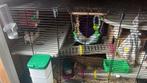 Husky rats with cage, Dieren en Toebehoren, Mei, Mannelijk, Tam