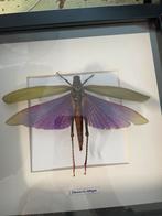 Opgezette reuzen sprinkhaan insect, Ophalen of Verzenden, Zo goed als nieuw, Insect, Opgezet dier