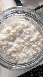 Kefir korrels, Ophalen
