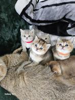 britsekorthaar kittens kater en poes mogen ze verhuisen, Dieren en Toebehoren, Meerdere dieren