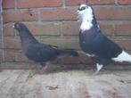 Sierduiven.., Dieren en Toebehoren, Vogels | Duiven, Meerdere dieren, Overige soorten