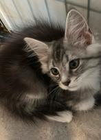 Maine Coon kittens klaar voor vertrek, Dieren en Toebehoren, Katten en Kittens | Raskatten | Korthaar, Meerdere dieren, Ontwormd