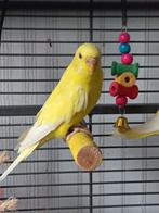 Mooie ino's , beide poppen, Dieren en Toebehoren, Mannelijk, Parkiet, Geringd