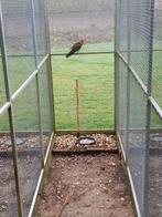 Pennant pop 2025, Dieren en Toebehoren, Vrouwelijk, Parkiet