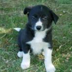 Lieve zwart-witte border collie pups. VERLAAGD IN PRIJS1, Dieren en Toebehoren, Honden | Herdershonden en Veedrijvers, Reu, CDV (hondenziekte)