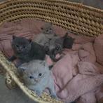 Britse korthaar kittens blue en lilac, Dieren en Toebehoren, Katten en Kittens | Raskatten | Korthaar, Meerdere dieren, Ontwormd