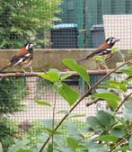 Kastanjeruglijster.....0 - 1........2025.  (pop)., Dieren en Toebehoren, Vogels | Overige Vogels, Vrouwelijk, Tropenvogel, Geringd