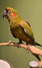 handtamme Roodoor ara, Meerdere dieren, Papegaai