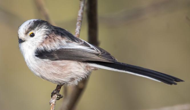 Staartmees koppel, Dieren en Toebehoren, Vogels | Overige Vogels, Wildzangvogel, Meerdere dieren, Geringd