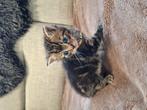 2 Katten per stuk €175