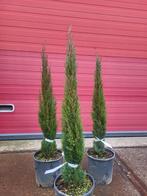 Cupressus sempervirens scherp geprijsd, Ophalen of Verzenden, Overige soorten, Volle zon