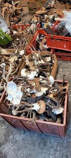 Gewei ree borden huiden stangen jacht jagen, Verzamelen, Dierenverzamelingen, Ophalen of Verzenden, Hert, Gewei of Kop