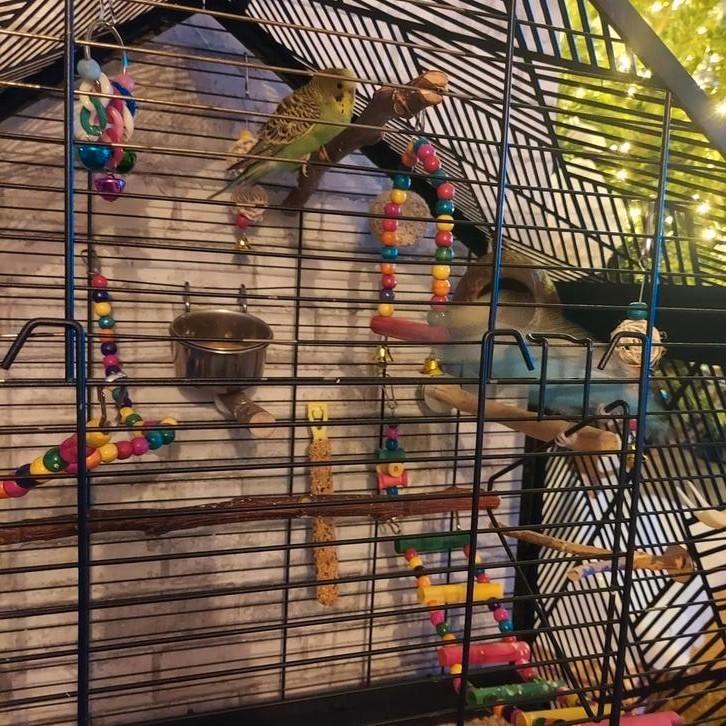 Goed huis gezocht, Dieren en Toebehoren, Vogels | Parkieten en Papegaaien, Parkiet, Meerdere dieren