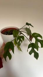 Monstera Minima / Rhaphidophora Tetrasperma, Huis en Inrichting, Kamerplanten, Overige soorten, Minder dan 100 cm, Groene kamerplant