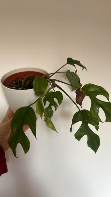 Monstera Minima / Rhaphidophora Tetrasperma beschikbaar voor biedingen