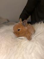 Lieve baby konijntjes, Dieren en Toebehoren, Mannelijk