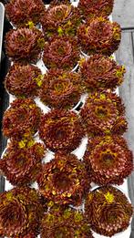 Sempervivum, Ophalen, Zomer, Volle zon