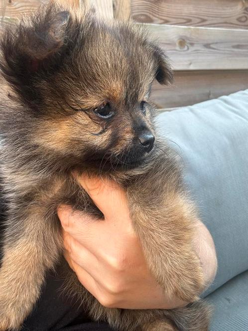 Nog 2 mini pomchi reutjes, Dieren en Toebehoren, Honden | Chihuahua's en Gezelschapshonden, Meerdere dieren, Chihuahua, Fokker | Hobbymatig
