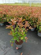 Photinia fraseri Red robin glansmispel in pot, Ophalen of Verzenden, Overige soorten, 100 tot 250 cm
