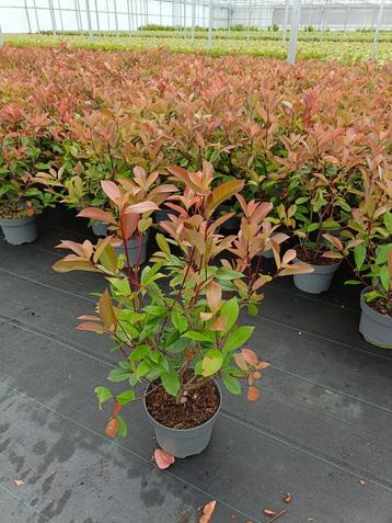 Photinia fraseri Red robin glansmispel in pot beschikbaar voor biedingen