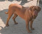 BORDENGDOG OUTCROSS BORDEAUXDOG X ENGELSE BULLDOG SUPERLIEF, Dieren en Toebehoren, Nederland, 1 tot 2 jaar, Teef, Eén hond