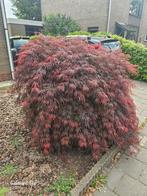 Japanse Esdoorn, Tuin en Terras, Bloeit niet, Halfschaduw, 100 tot 250 cm, Overige soorten