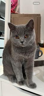 Britse korthaar poes te koop Breda, Dieren en Toebehoren, Katten en Kittens | Raskatten | Korthaar, Poes