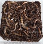 Zophobas Morio "Morioworms", Dieren en Toebehoren, Insecten en Spinnen, Overige soorten