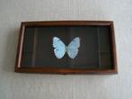 Lichtblauwe vlinder Morpho Catenarius in donkerbruine bak, Ophalen of Verzenden, Gebruikt, Insect, Opgezet dier