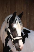 Bonte 3 jarige merrie, Dieren en Toebehoren, 3 tot 6 jaar, Onbeleerd, Recreatiepony, D pony (1.37m tot 1.48m)