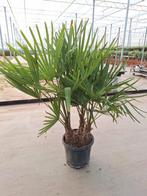 Trachycarpus Fortunei palmboom 3 stammen !, Ophalen, Zomer, Overige soorten, Volle zon