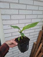 Musa mekong giant, Ophalen of Verzenden, Zomer, Overige soorten