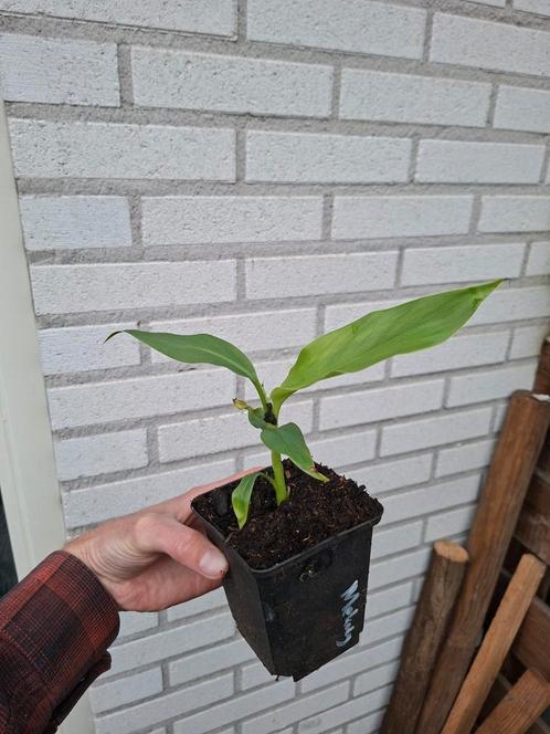 Musa mekong giant, Tuin en Terras, Planten | Tuinplanten, Overige soorten, Zomer, Ophalen of Verzenden
