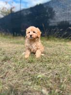 Bij ons geboren Maltipoo pups (geen import), Parvo, België, 8 tot 15 weken, Meerdere