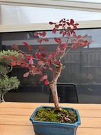 Pre bonsai Loropetalum chinense, In pot, Halfschaduw, Minder dan 100 cm, Zomer