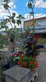Plantenbak met Vijgenboom - Balkon/Tuin, Ophalen, Kunststof, Tuin, Zo goed als nieuw