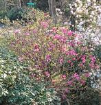 Grote magnolia roze bloem, 2,5 meter breed., Ophalen, Lente, Volle zon, Overige soorten