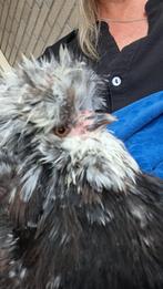 2 Super leuke silki/zijderhoender kipjes met hok, Dieren en Toebehoren, Pluimvee, Vrouwelijk, Kip