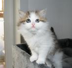 Siberische kittens met stamboom., Dieren en Toebehoren, Katten en Kittens | Raskatten | Langhaar, Meerdere dieren, Gechipt, 0 tot 2 jaar