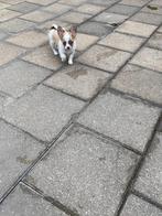 mooi  klein blijvend chihuahua puppy, Dieren en Toebehoren, Honden | Chihuahua's en Gezelschapshonden, CDV (hondenziekte), 8 tot 15 weken