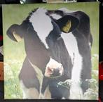 Zwartbonte koe, foto op linnen in lijst, Ophalen of Verzenden