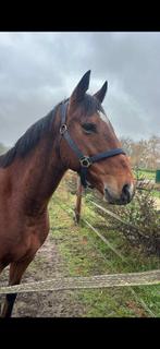 Paardenwagen te huur gezocht, Dieren en Toebehoren, Stalling en Weidegang