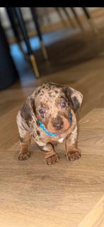 Super mooie Kaninchen dwergteckel pups nog 1 beschikbaar, Dieren en Toebehoren, Honden | Teckels en Dashonden, Rabiës (hondsdolheid)