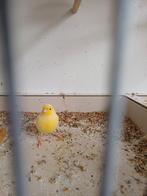 2 waterslager poppen, Vrouwelijk, Zangkanarie