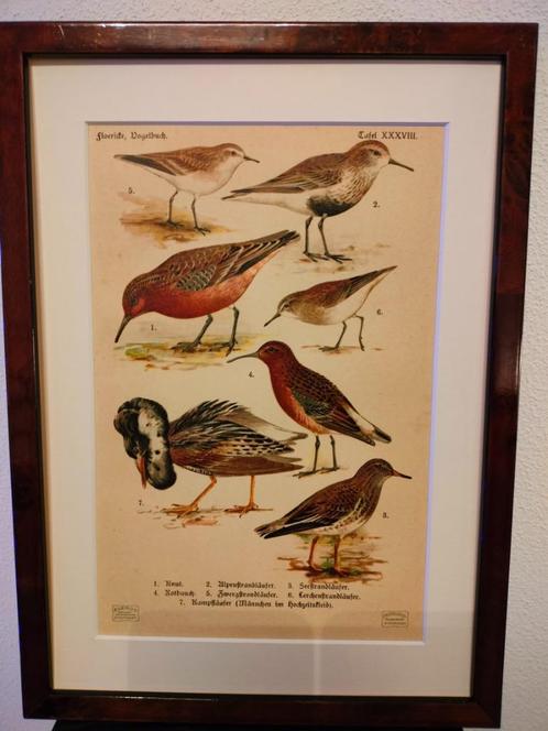 Litho Floericke Kanoet Kemphaan Strandloper 1922, Antiek en Kunst, Kunst | Litho's en Zeefdrukken, Ophalen of Verzenden