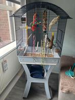 Twee valkparkieten inclusief Kooi, Dieren en Toebehoren, Vogels | Parkieten en Papegaaien