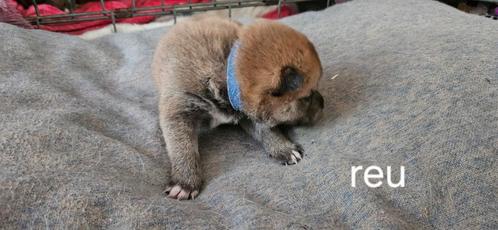 Shiba Inu Pups, Dieren en Toebehoren, Honden | Niet-rashonden, Middel, Meerdere dieren, Particulier, Meerdere, Nederland, 8 tot 15 weken